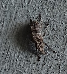 Meconemus infuscatus
