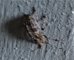 Meconemus infuscatus