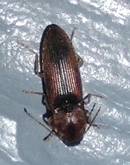 Conoderus bellus