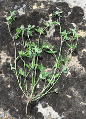 Trifolium diffusum