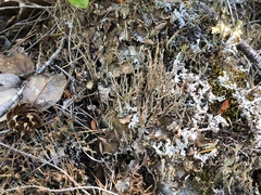 Cladonia ecmocyna