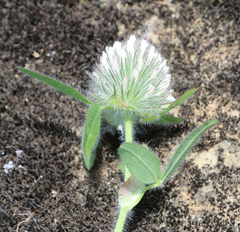 Trifolium diffusum