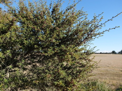 Kunzea serotina