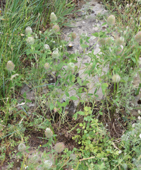 Trifolium diffusum