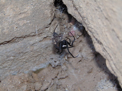Latrodectus hesperus