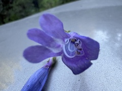 Penstemon filiformis