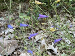 Penstemon filiformis