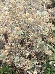 Potentilla × villosula