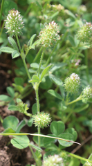 Trifolium phleoides