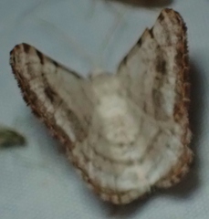 Digrammia denticulata
