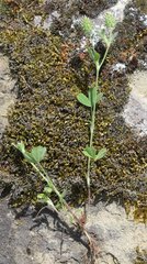 Trifolium phleoides