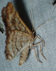 Digrammia denticulata