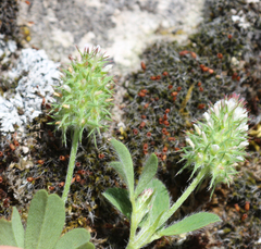 Trifolium phleoides