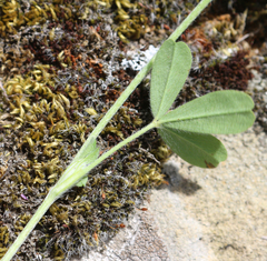 Trifolium phleoides