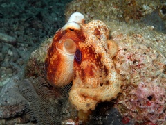 Amphioctopus siamensis