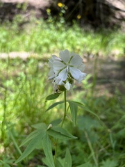 Sidalcea candida