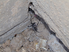 Latrodectus hesperus