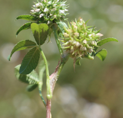 Trifolium retusum
