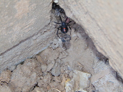 Latrodectus hesperus