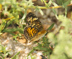Phyciodes picta