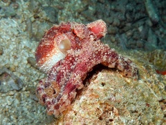 Amphioctopus siamensis