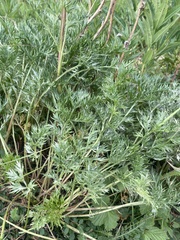 Artemisia norvegica