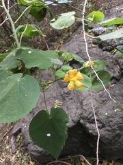 Abutilon grandifolium