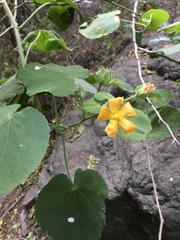 Abutilon grandifolium