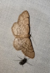 Idaea obsoletaria