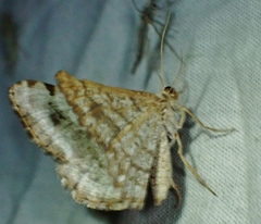 Digrammia denticulata