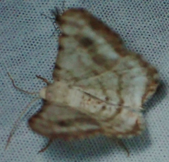 Digrammia denticulata