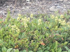 Tofieldia coccinea