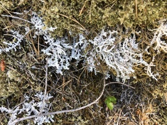 Stereocaulon paschale