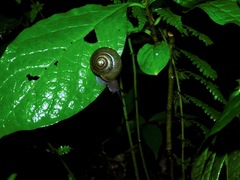 Mesodon mitchellianus