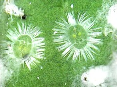 Aphididae