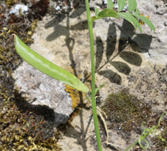 Vicia grandiflora