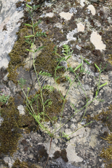 Vicia grandiflora