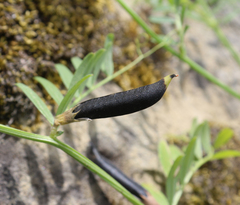 Vicia grandiflora
