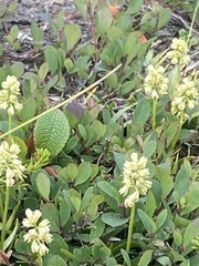 Tofieldia coccinea