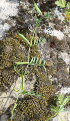 Vicia grandiflora