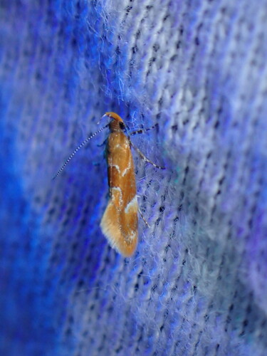 Callima formosella