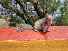 Otospermophilus variegatus