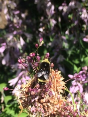Bombus vosnesenskii