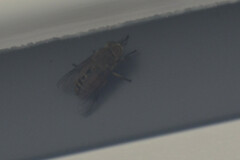 Hybomitra bimaculata