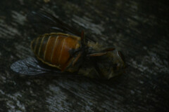 Hybomitra bimaculata