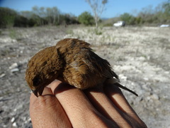 Cyanocompsa parellina