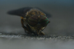 Hybomitra bimaculata