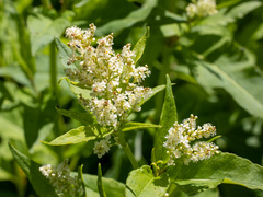 Koenigia phytolaccifolia