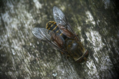 Hybomitra bimaculata