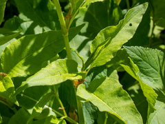 Koenigia phytolaccifolia